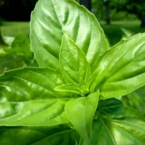 basilic