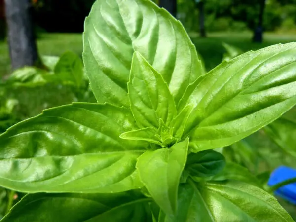basilic