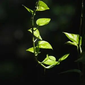 devil's ivy vine 4666730