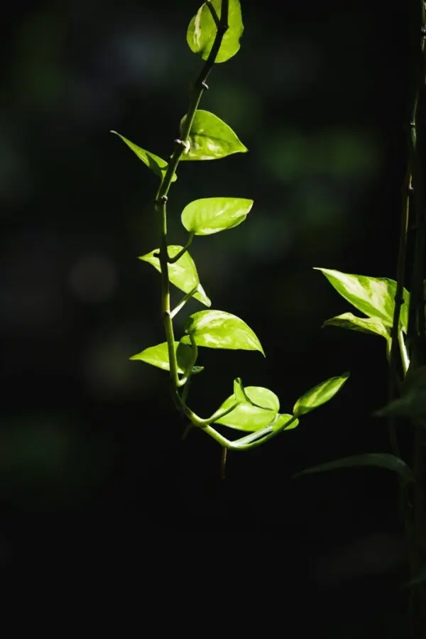 devil's ivy vine 4666730