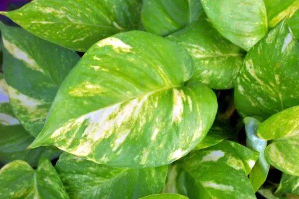 money plant 2749714