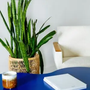Snake Plant in Living Room