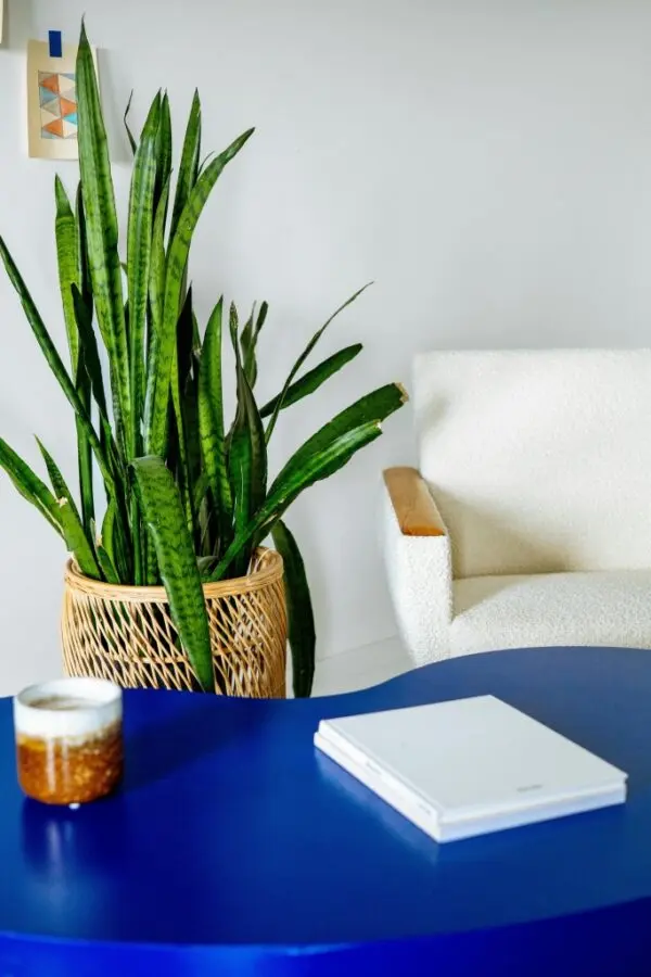 Snake Plant in Living Room