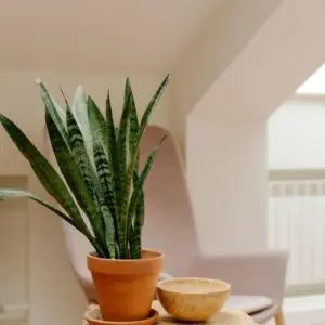 Snake Plant on table