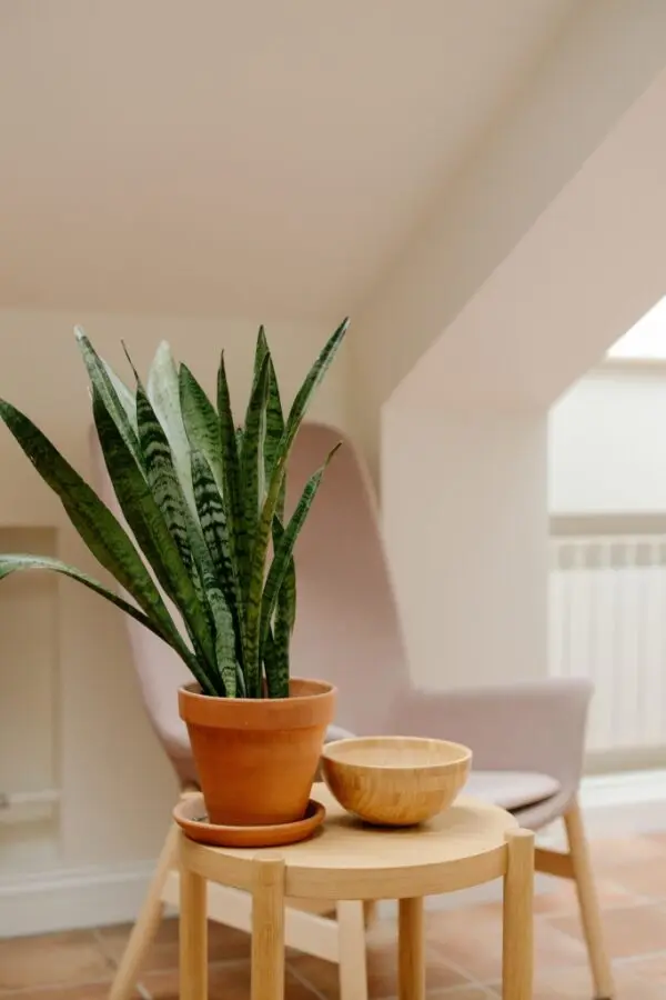 Snake Plant on table