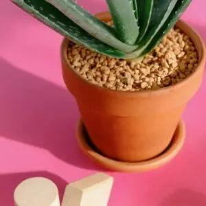 Aloe Vera plant in clay pot