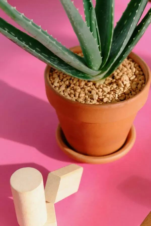 Aloe Vera plant in clay pot